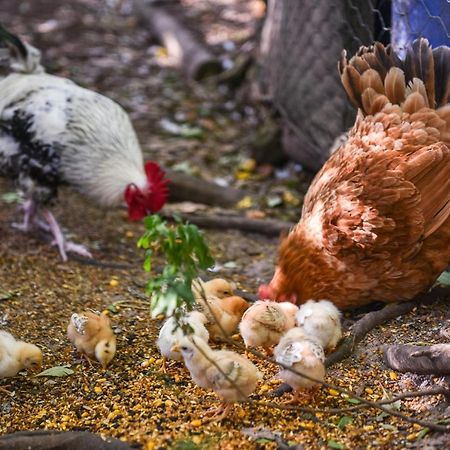 Minimbah Farm Cottages-Family Farmstay- Choose From 2 & 3 Bedroom Cottages And 6 Bedroom House Kangaroo Valley Exteriör bild