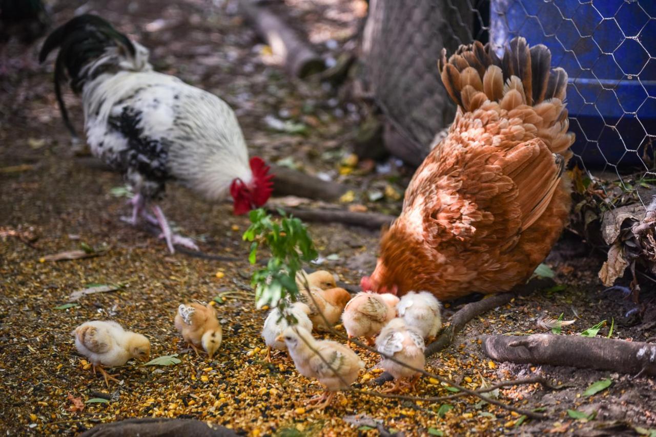 Minimbah Farm Cottages-Family Farmstay- Choose From 2 & 3 Bedroom Cottages And 6 Bedroom House Kangaroo Valley Exteriör bild